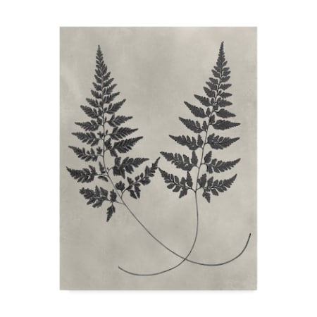 Vision Studio 'Vintage Fern Study I' Canvas Art,35x47